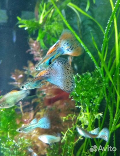 Голубая трава(пара1самкв1самец)