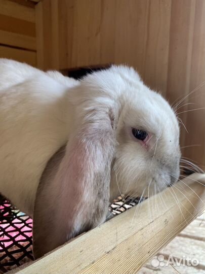 Кролики породы французский баран