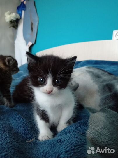 Котята в дар