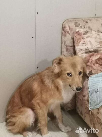 Собака похожая на лисичку в дар 9 мес