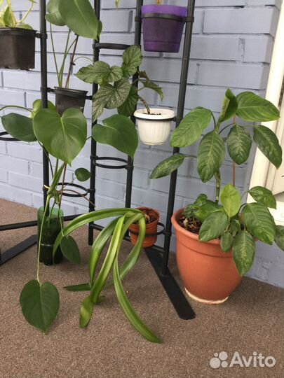 Много комнатных растений