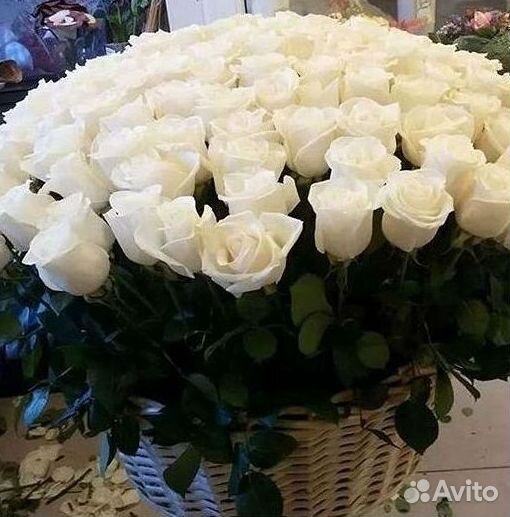 Высокие Розы Гиганты Доставка Круглосуточно