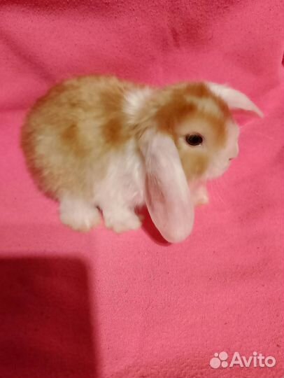 Мини Крольчата