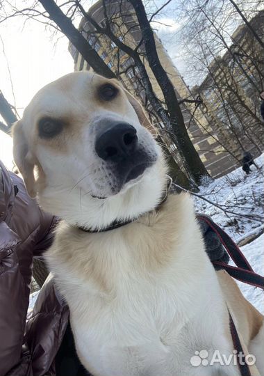 Собака в добрые руки