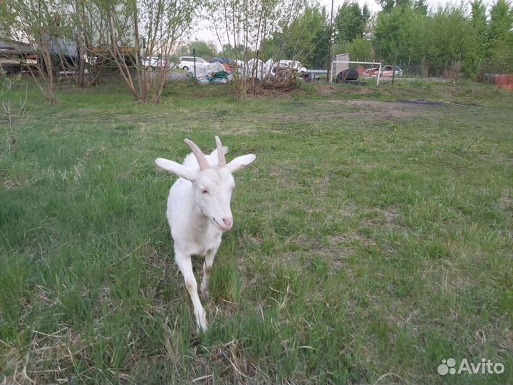 Коза дойная