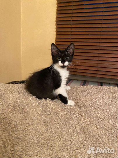 Котенок с необычным окрасом ищет дом