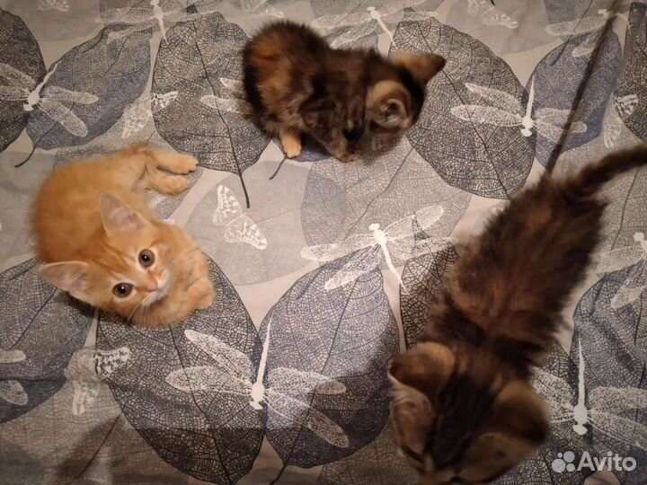 Котята ищут дом