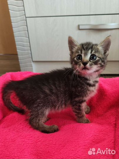 Кошка в дар