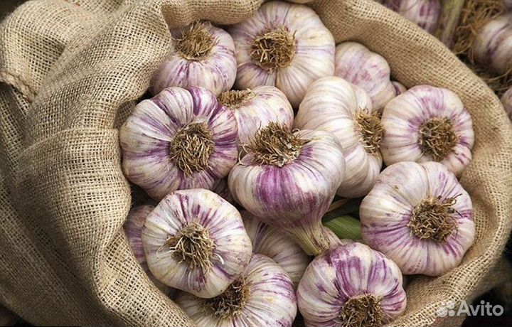 Продам домашний чеснок