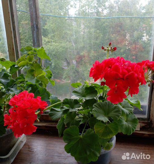 Пеларгония герань