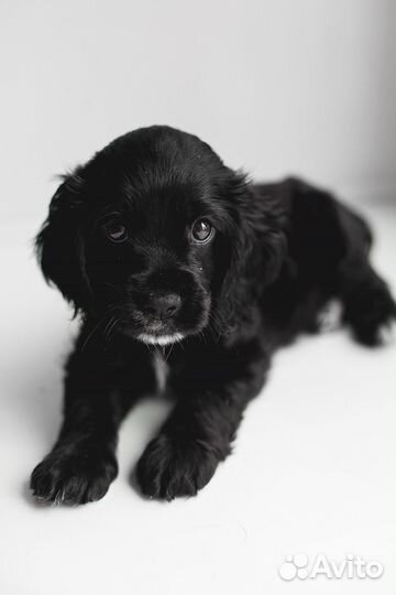 Английский кокер спаниель