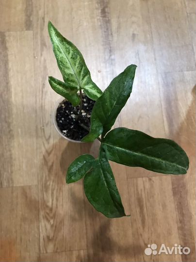 Сингониум Спир Поинт