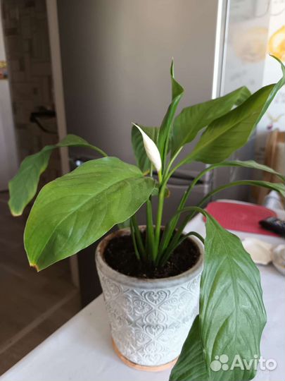 Спатифиллум