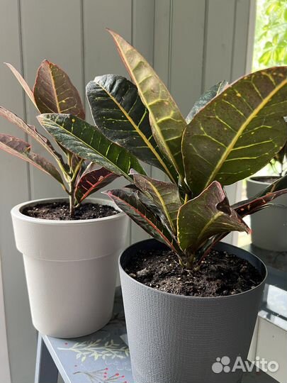 Кодиеум Кротон. Комнатные растения