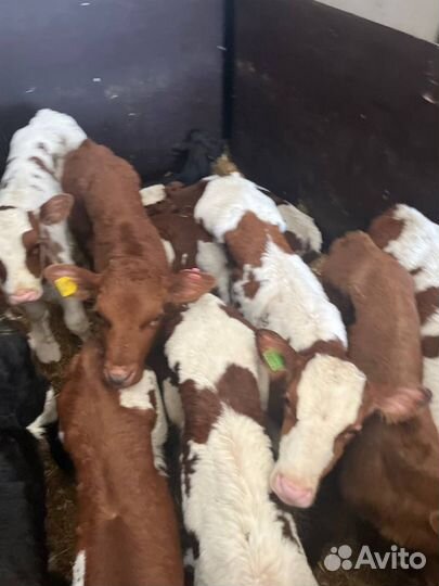 Отборные телята бычки быстрая доставка