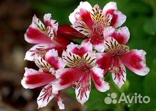 Продажа корней альстромерии оптом