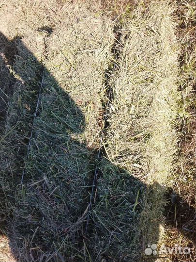 Сено в тюках