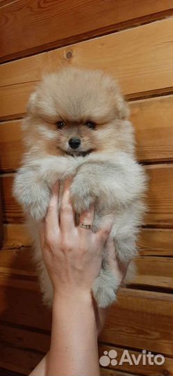 Шпиц щенки мальчики