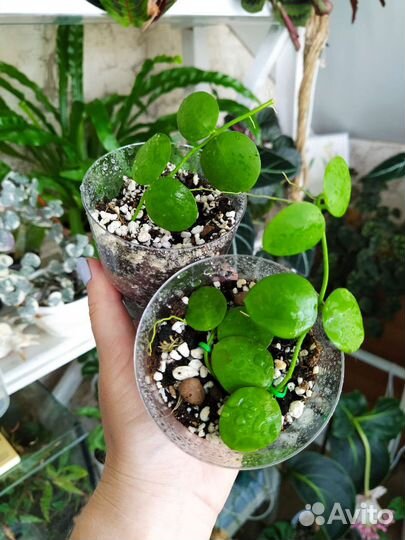 Дисхидии, церопегия вуда