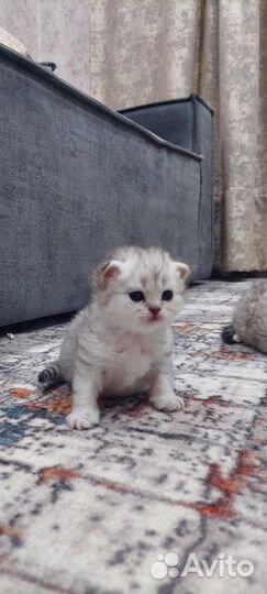 Британские котята