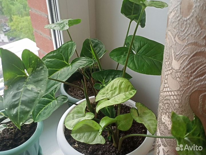 Сингониумы- Пикси и Панда в одном горшочке