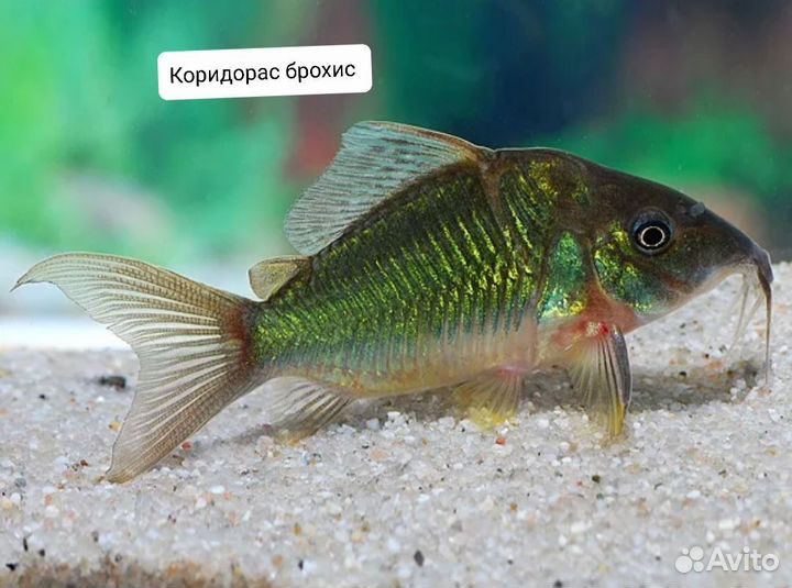 Аквариумные рыбки