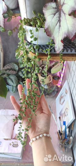 Растения на срез и укорененные