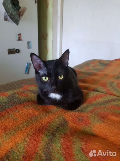 Кошка