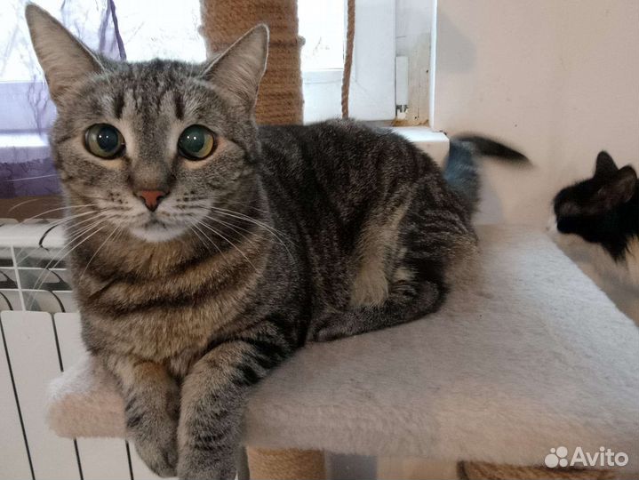 Озорная Бетти ищет дом