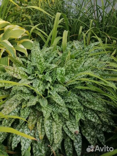 Медуница сахарная ландшафтное растение