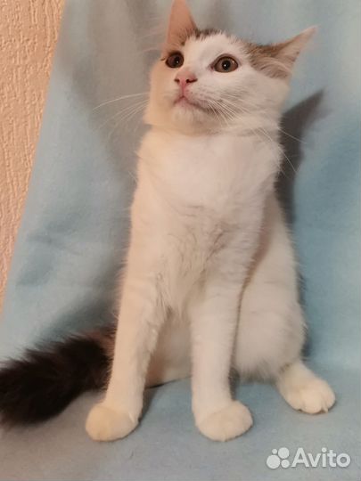 Котёнок в добрые руки бесплатно