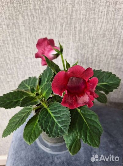 Глоксиния цветущая