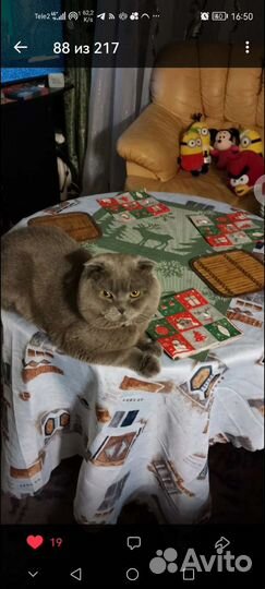 Шотландские вислоухие голубые котята