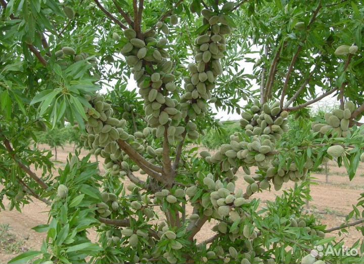 Саженцы Миндаля: Форос, Антик, Бумажноскорлупный