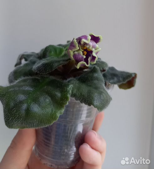 Детка фиалки ав-Полёт валькирий