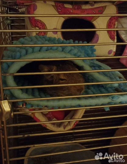 Зоогостиница/догситтер/передержка животных