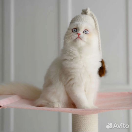 Элитные котята из Питомника