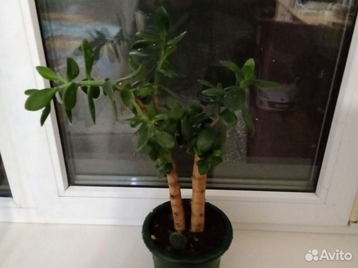 Денежное дерево.Толстянка. Японское счастье