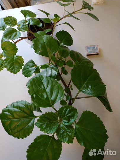 Плектрантус, Пилея