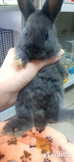 Мини кролики