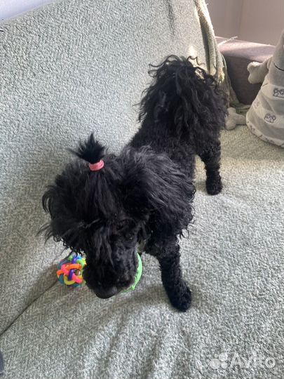 Передержка животных