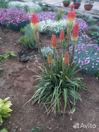 Книфофия,канны рассада-детки