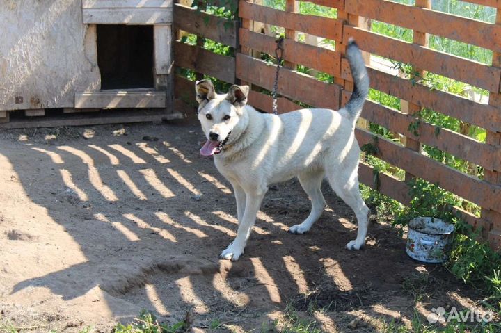 Нужен дом собаке