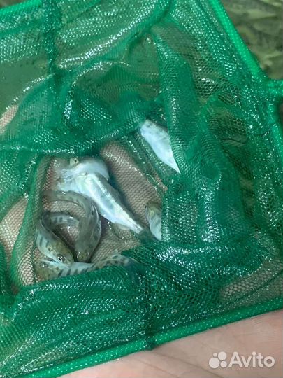 Малек фарели