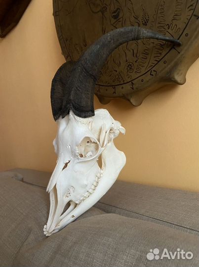 Череп козла с рогами