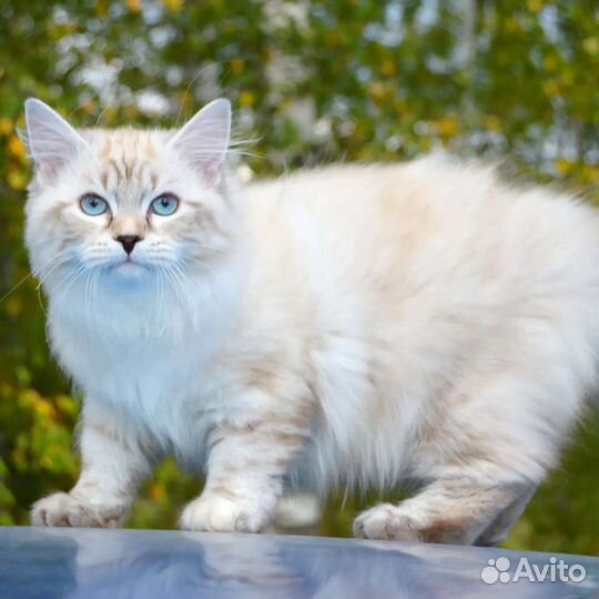 Породные котята
