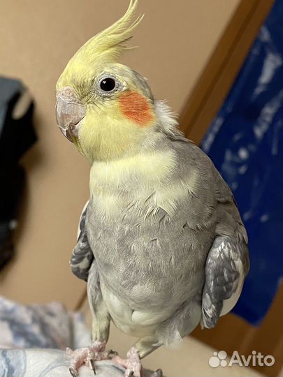 Попугай корелла пара