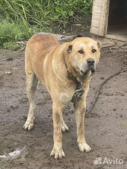 Алабай в добрые руки