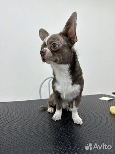 Груминг собак и кошек