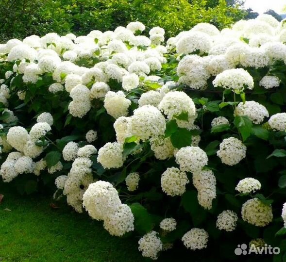 Гортензия 